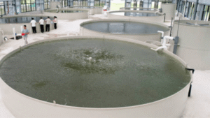Automatic-fish-feeding.Fish-are-happy.png May 27, 2025