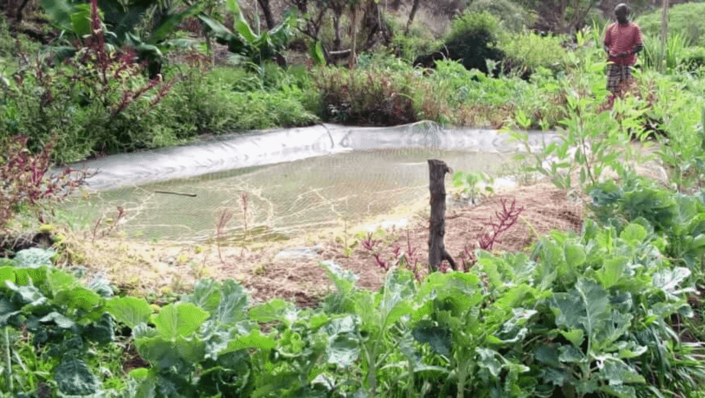 Build fishpond memeilo