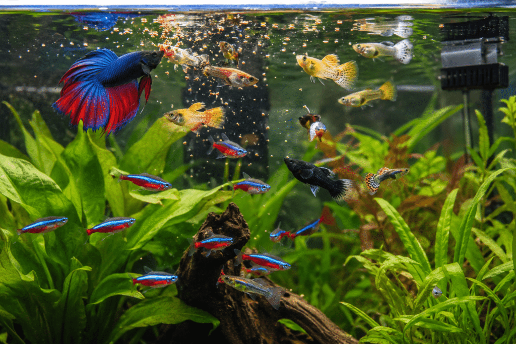 Freeze dried brine shrimp cubes feeding community fish